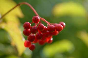 Red ripe berries of viburnum. A branch of red viburnum in the garden or in the forest. Autumn berry, colorful natural background. Wallpaper or image for design with viburnum. Guelder rose.