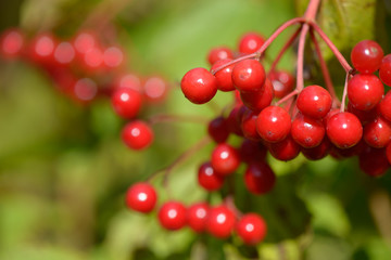 Red ripe berries of viburnum. A branch of red viburnum in the garden or in the forest. Autumn berry, colorful natural background. Wallpaper or image for design with viburnum. Guelder rose.
