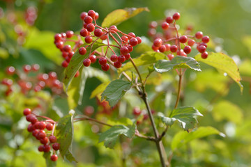 Red ripe berries of viburnum. A branch of red viburnum in the garden or in the forest. Autumn berry, colorful natural background. Wallpaper or image for design with viburnum. Guelder rose.