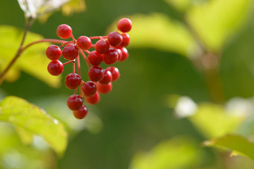 Red ripe berries of viburnum. A branch of red viburnum in the garden or in the forest. Autumn berry, colorful natural background. Wallpaper or image for design with viburnum. Guelder rose.