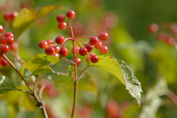 Red ripe berries of viburnum. A branch of red viburnum in the garden or in the forest. Autumn berry, colorful natural background. Wallpaper or image for design with viburnum. Guelder rose.