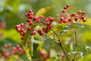 Red ripe berries of viburnum. A branch of red viburnum in the garden or in the forest. Autumn berry, colorful natural background. Wallpaper or image for design with viburnum. Guelder rose.