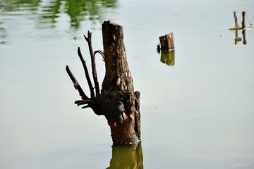 Floating logs, water and trees that were cut in the water