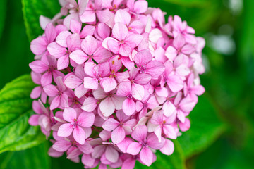 Close-up of purple hydrangea flowers with unfocused green leaves background