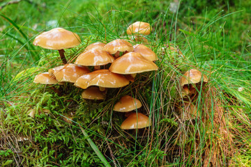 Wet mushrooms growing on a tuft of grass in the forest