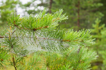 Dewy Spider web at a pine branch