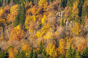 Fototapeta premium Vibrant autumn colors in the woodland on a mountain
