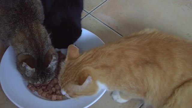 Drei Katzen fressen gleichzeitig friedlich aus einer wei&szlig;en Designersch&uuml;ssel