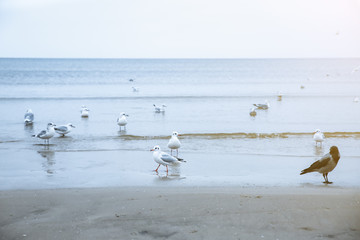 Seagulls and a crow on the cold beach. Birds in winter season at the seaside. Nature concept.