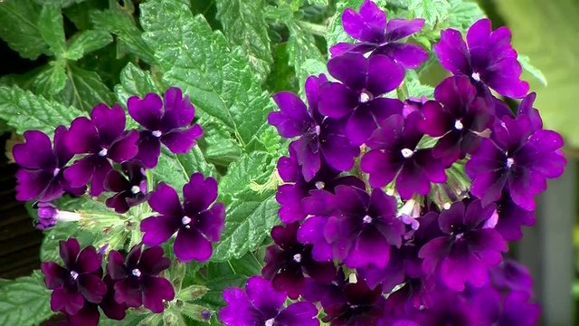 Violette Verbenen bewegen sich im Wind
