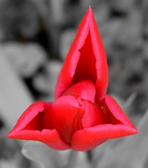 Rote Blume