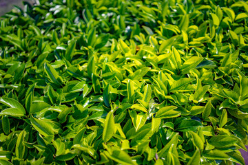 background of green leaves