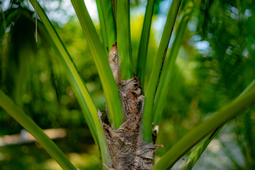 palm tree, northern Mediterranean