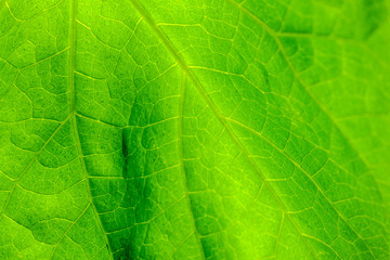 green leaf filling the frame background