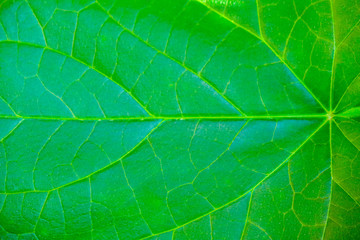 Fototapeta na wymiar green leaf filling the frame background