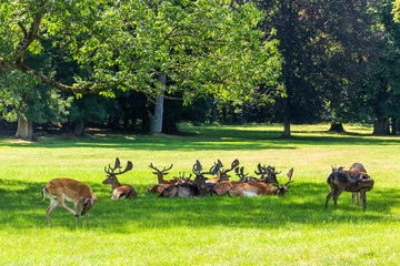 Roe deer standing in a forest © Sergey Fedoskin