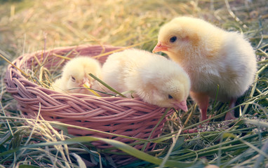 Beautiful yellow little chickens in basket on a natural background.