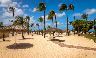 Palm Trees in Aruba Eagle Beach. Taken in 2017, this photo was taken in the beautiful Eagle Beach, Aruba, taking advantage of the great conditions at the time.