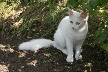 Naklejka na ściany i meble White cat with a fluffy tail sits on the grass under a bush in the garden