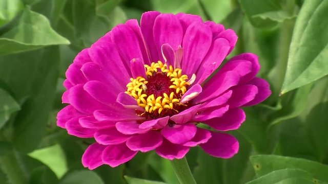 Leichter Wind bewegt die pinke Zinnienbl&uuml;te
