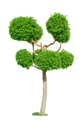 Obraz premium Green topiary tree for garden isolated