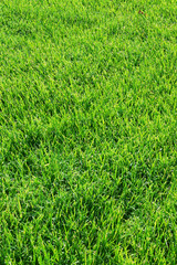 Green grass lawn or field background