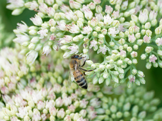Hylotelephium spectabile - Sédum remarquable ou orpin d'automne aux fleurs étoilées au nectar prisé par les abeilles