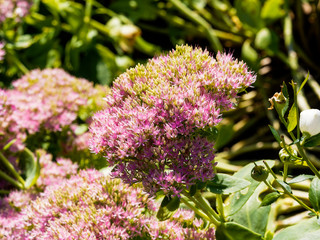Hylotelephium spectabile - Sédum remarquable ou orpin d'automne nectarifère au petites fleurs...