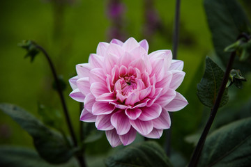 Obraz premium pink flower