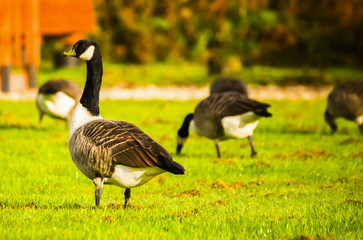 Wild geese on the meadow nibbling the grass, green juicy grass
