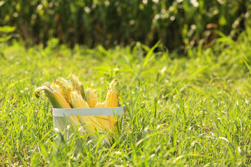 Basket with fresh corn cobs in field