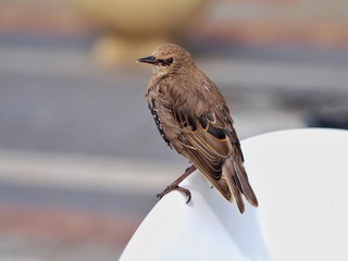 Young Starling 