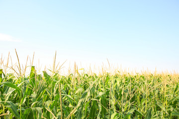 View of corn field on summer day