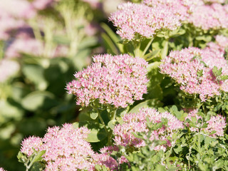 Hylotelephium spectabile - Sédum remarquable ou orpin d'automne aux fleurs étoilées blanches ou rose clair en été