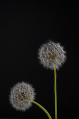 Two white dandelion over black background. one of the dandelions bowed his head.