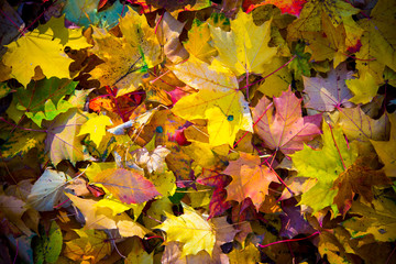 Red and orange autumn leaves background. Outdoor. Colorful backround image of fallen autumn leaves