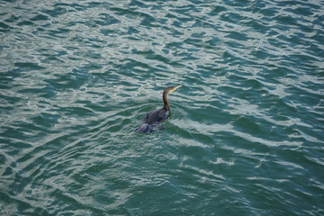 Fototapeta premium Schwimmender Kormoran in der Ostsee