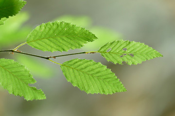 Fototapeta na wymiar Beautiful composition of natural green leaves