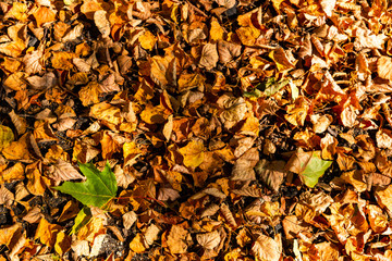 Colorful backround image of fallen autumn leaves.