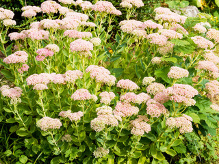 Hylotelephium spectabile - Sédum remarquable ou orpin d'automne aux fleurs étoilées blanches ou...