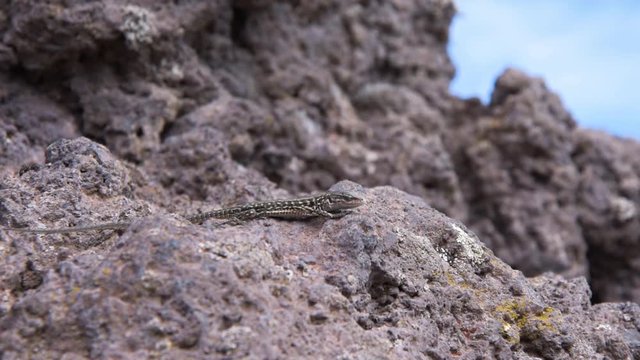 A small lizard on the rocky slope of vesuvius volcano in ercolano italy