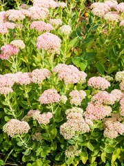 Hylotelephium spectabile - Sédum remarquable ou orpin d'automne aux fleurs étoilées blanches ou rose clair en été