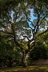 Visby botanical garden