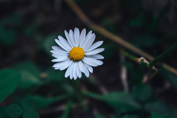 white сhamomile