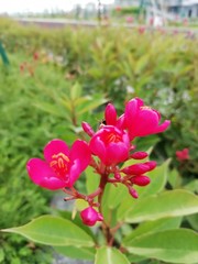 Fototapeta na wymiar 野原に咲く綺麗なピンク色の花