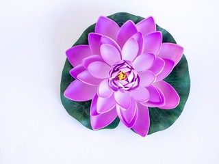 Pink-purple Lotus flower on lotus leaf with white background, Isolated, copy space.