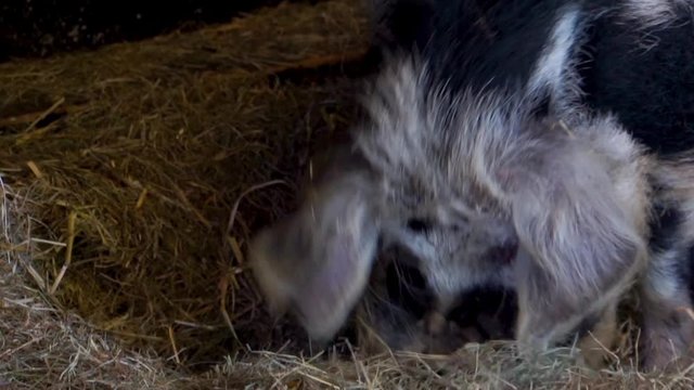 closeup of a bentheimer pig eating hay, popular dutch swine breed, Domesticated farm animals