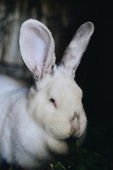 rabbit on white background