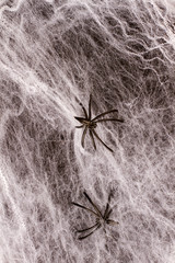 Halloween background with web and spiders. Halloween holiday theme.