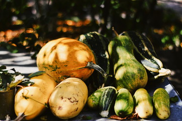 pumpkins and gourds